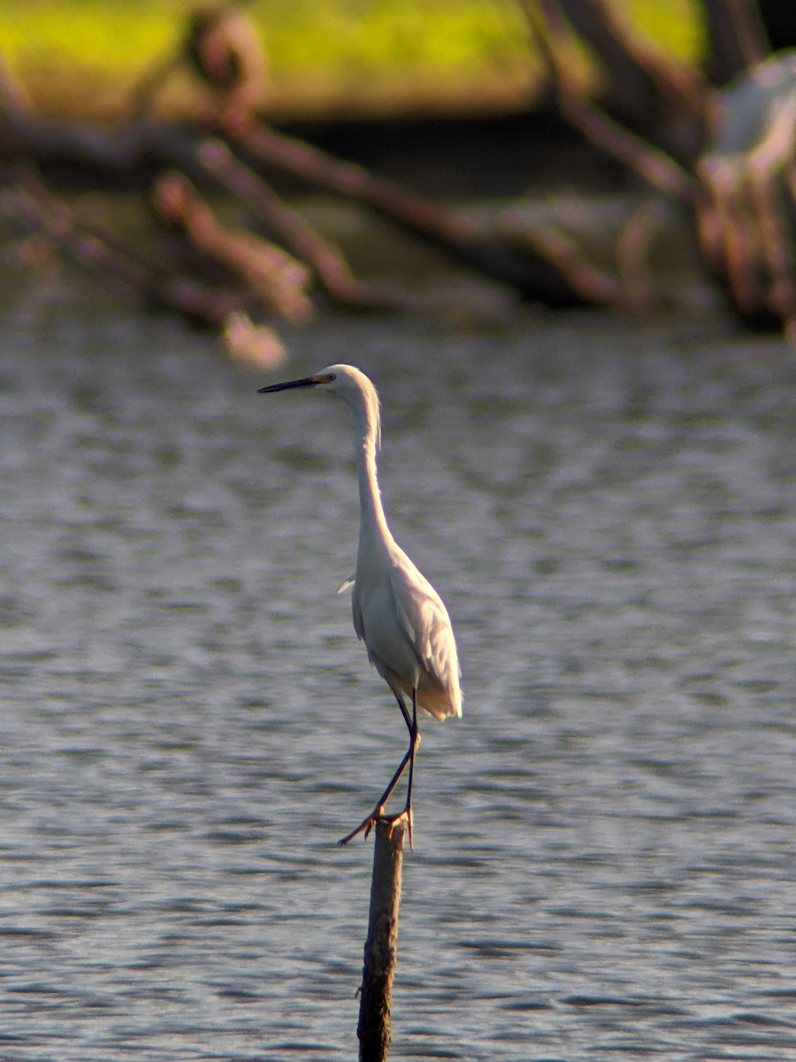 Snowy Egret - ML640433423
