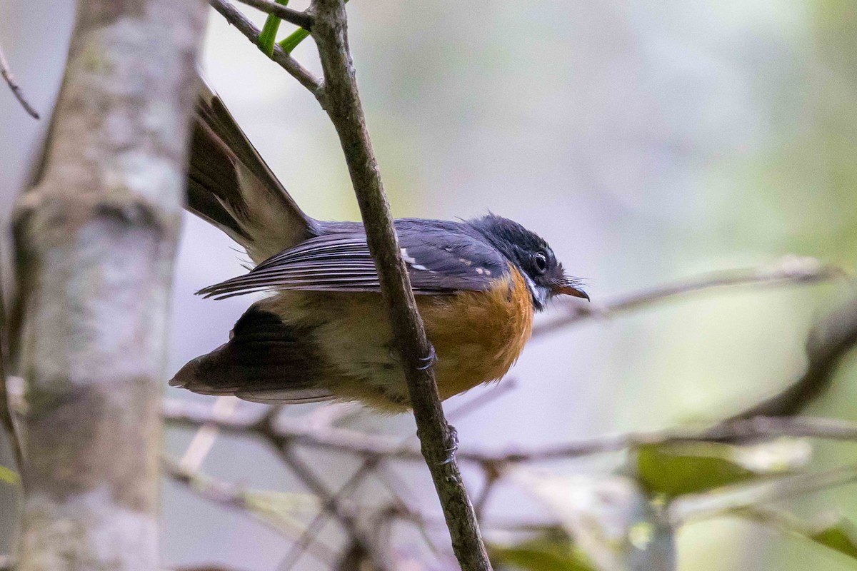 Chestnut-bellied Fantail - ML640433448