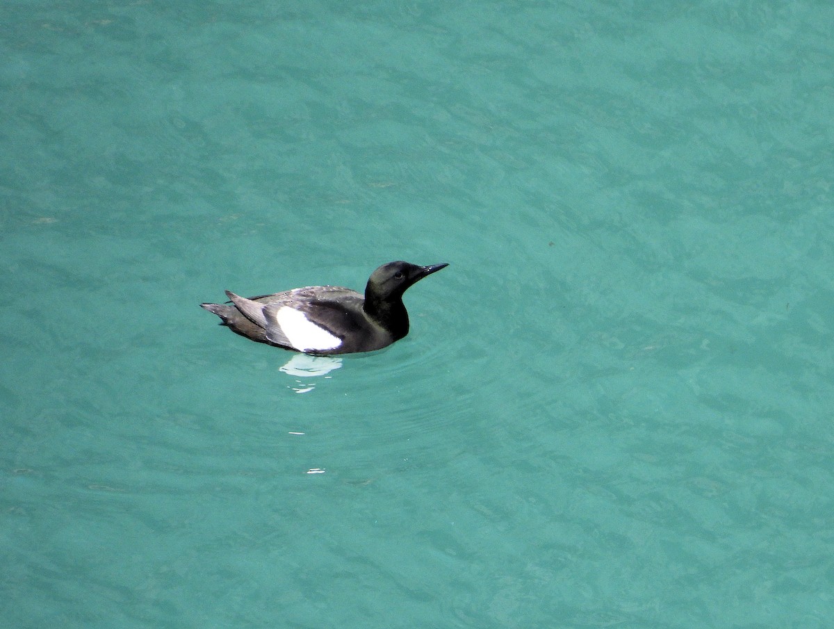 Black Guillemot - ML640433472