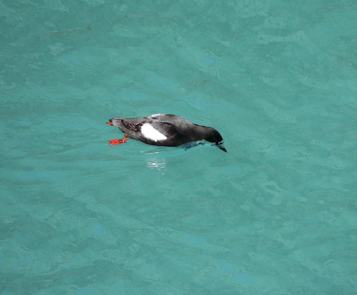 Black Guillemot - ML640433486