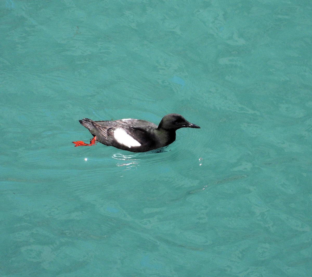 Black Guillemot - ML640433500