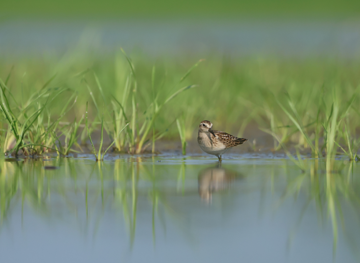 Least Sandpiper - ML640433522