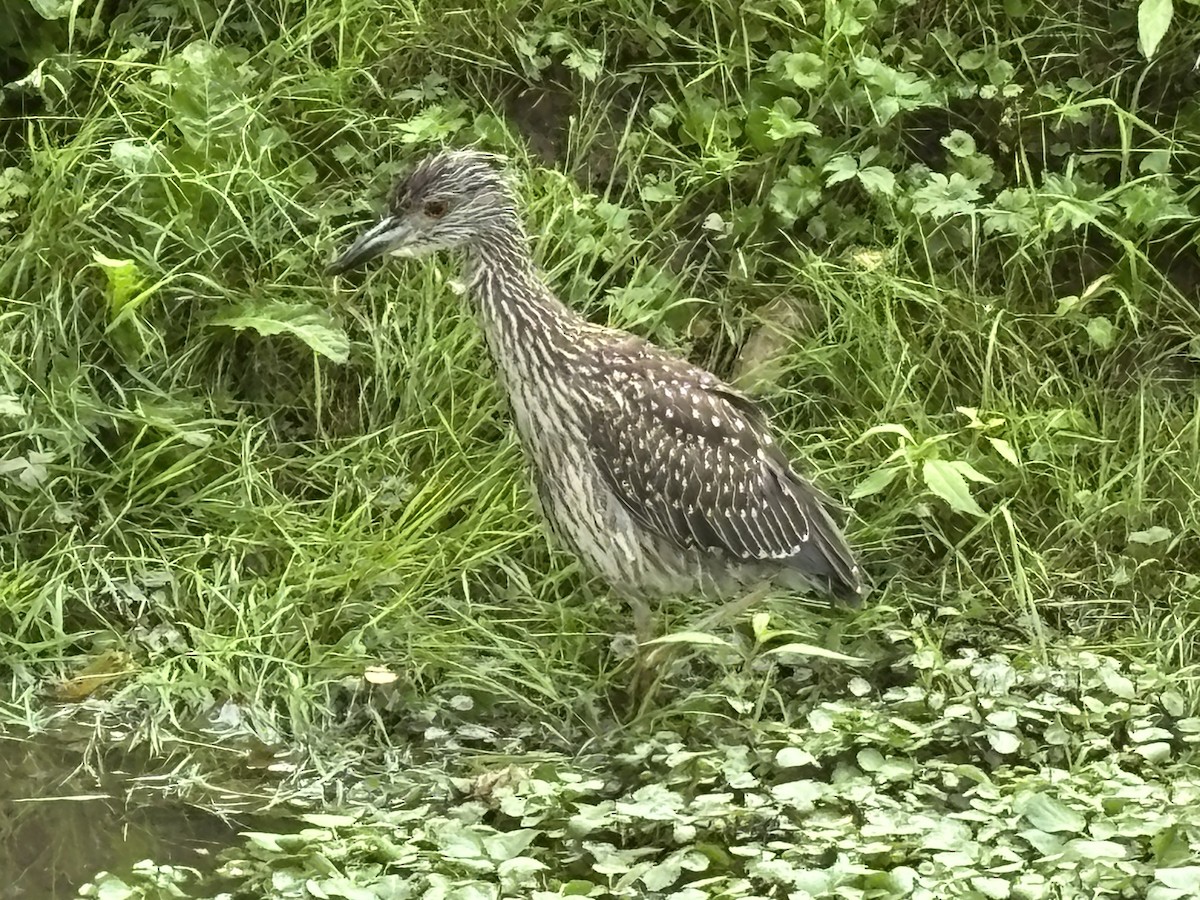 Yellow-crowned Night Heron - ML640433541