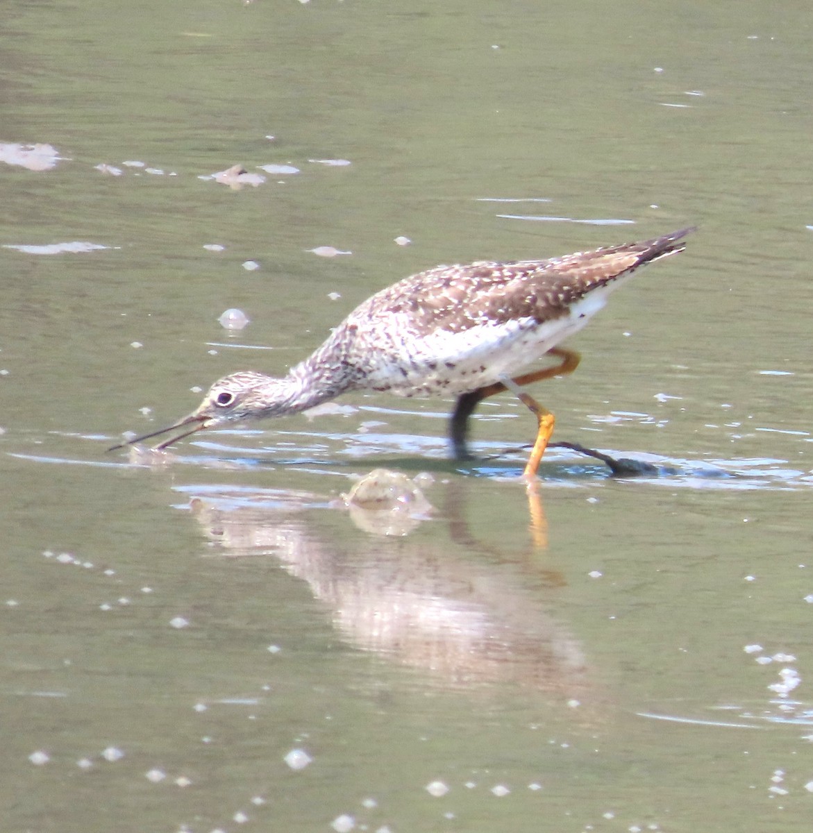 vodouš velký - ML640433564