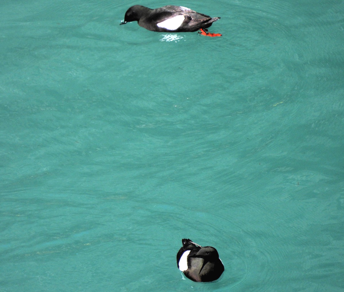 Black Guillemot - ML640433586