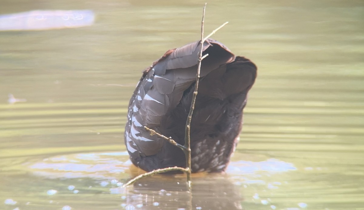 Limpkin - ML640433612