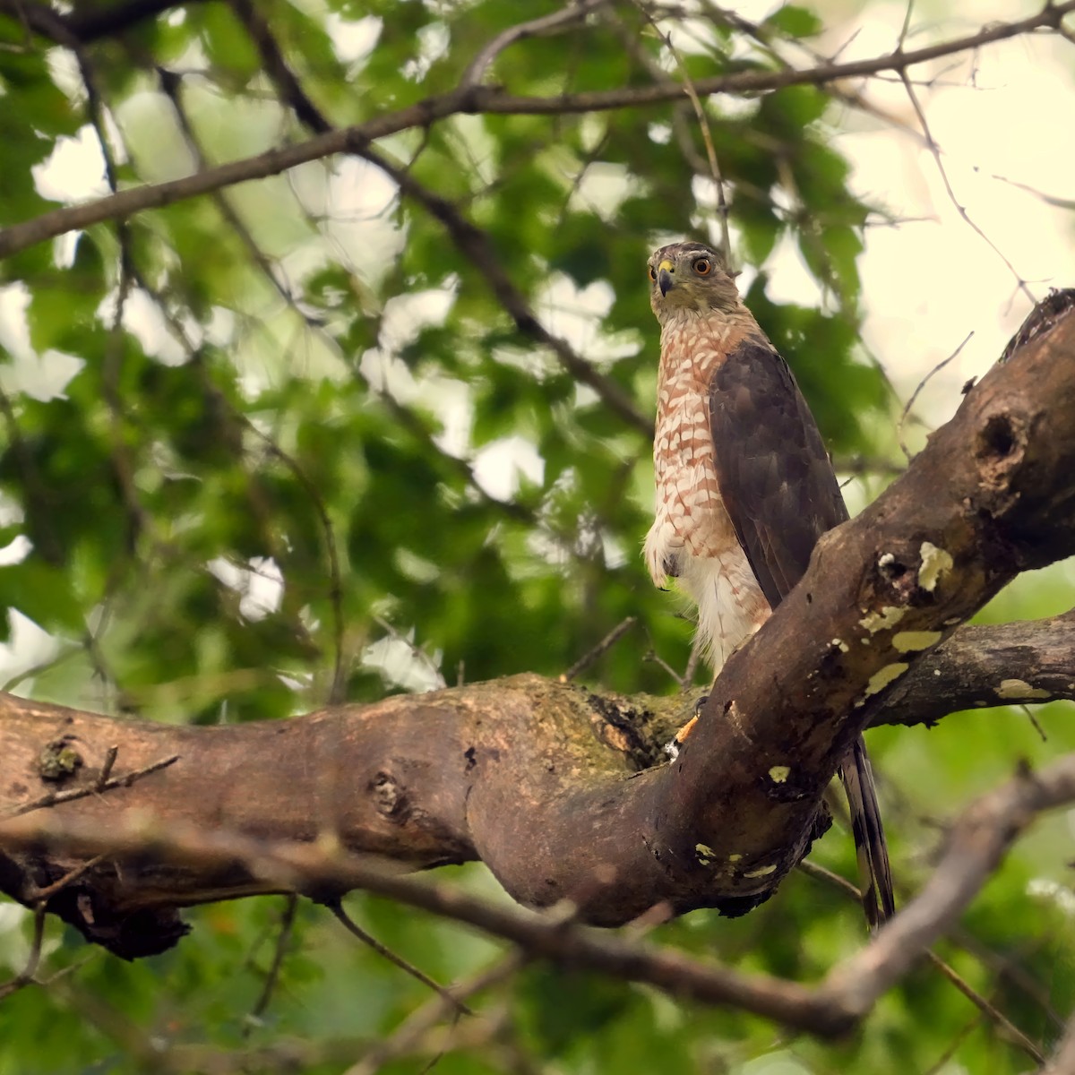 Cooper's Hawk - ML640433615