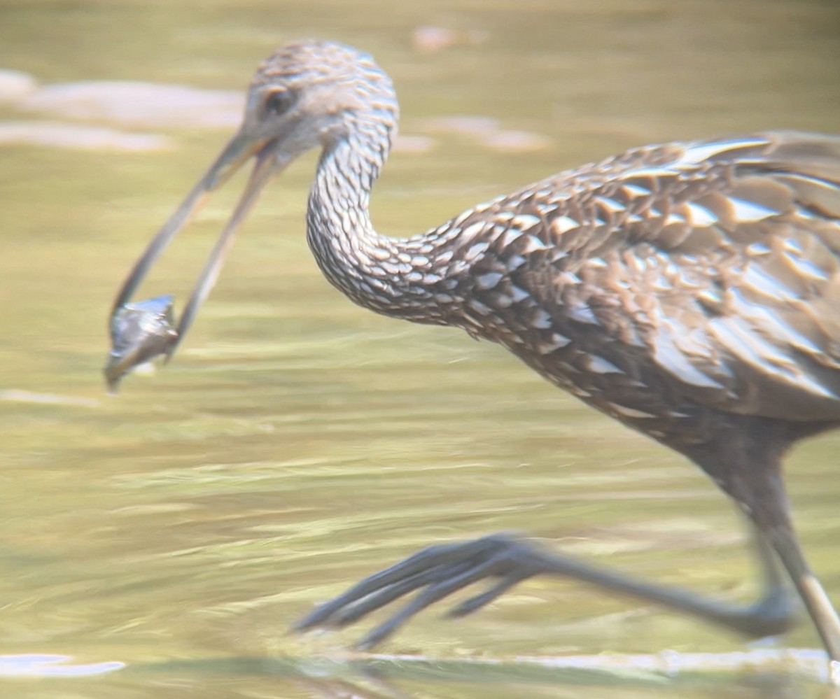 Limpkin - ML640433625