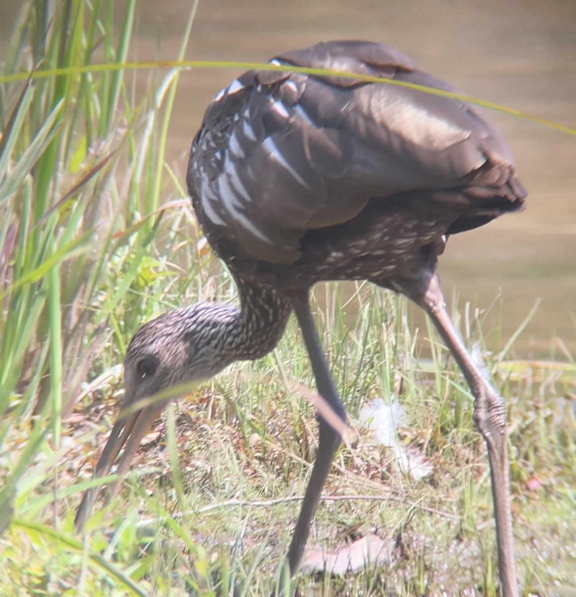 Limpkin - ML640433635