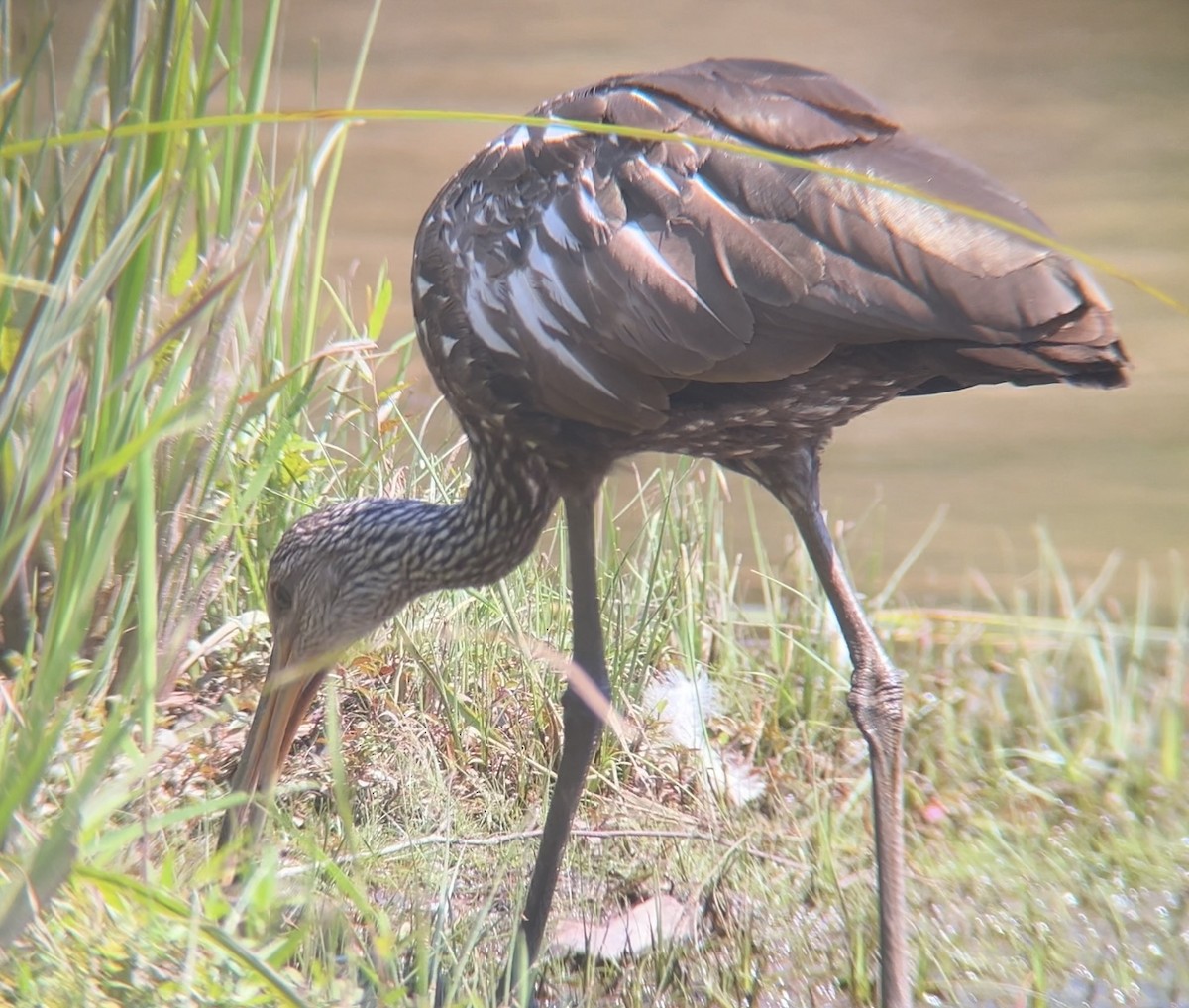 Limpkin - ML640433641
