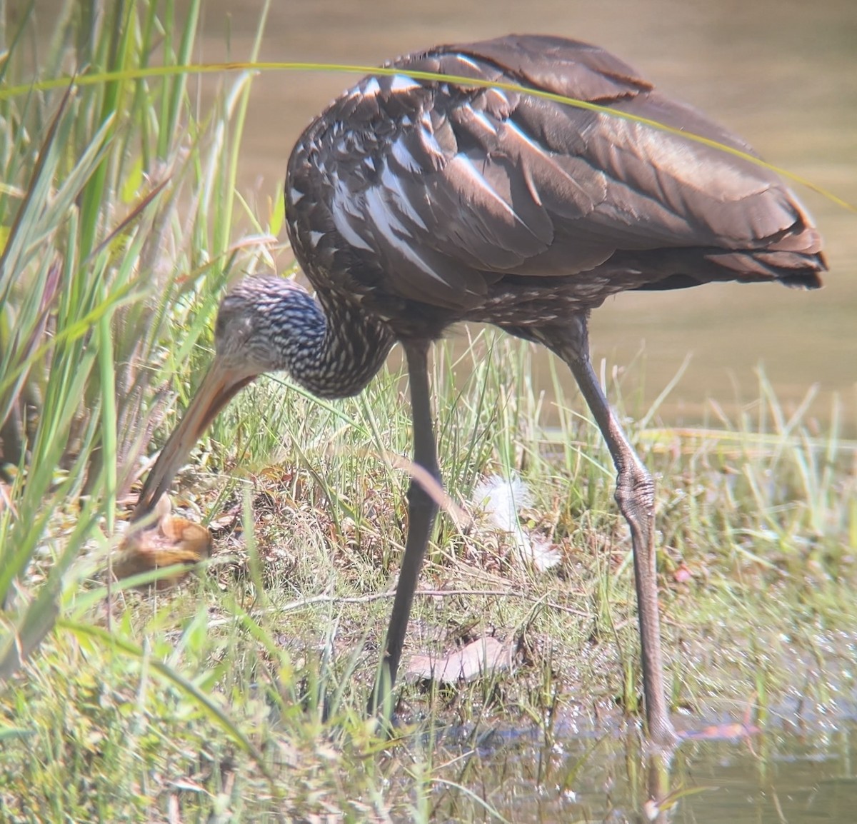 Limpkin - ML640433646