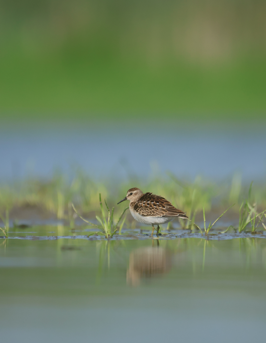Least Sandpiper - ML640433647