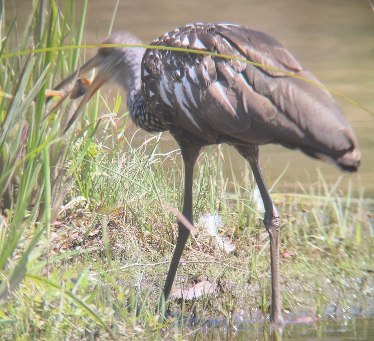 Limpkin - ML640433649