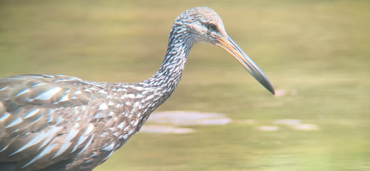 Limpkin - ML640433678