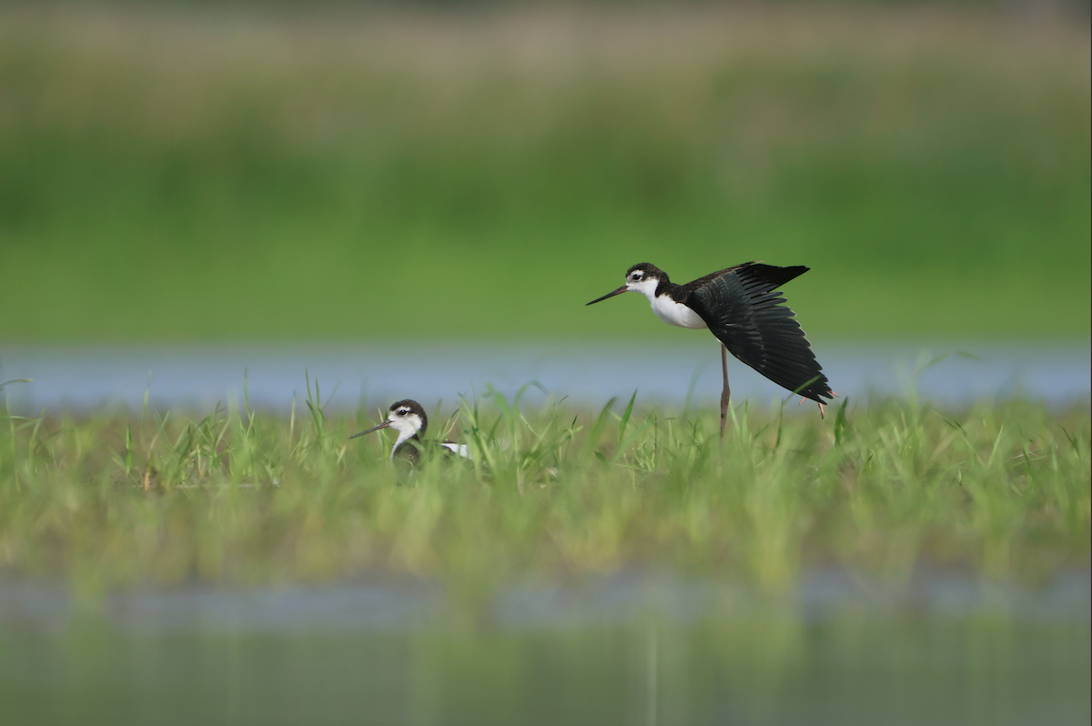 Black-necked Stilt - ML640433712
