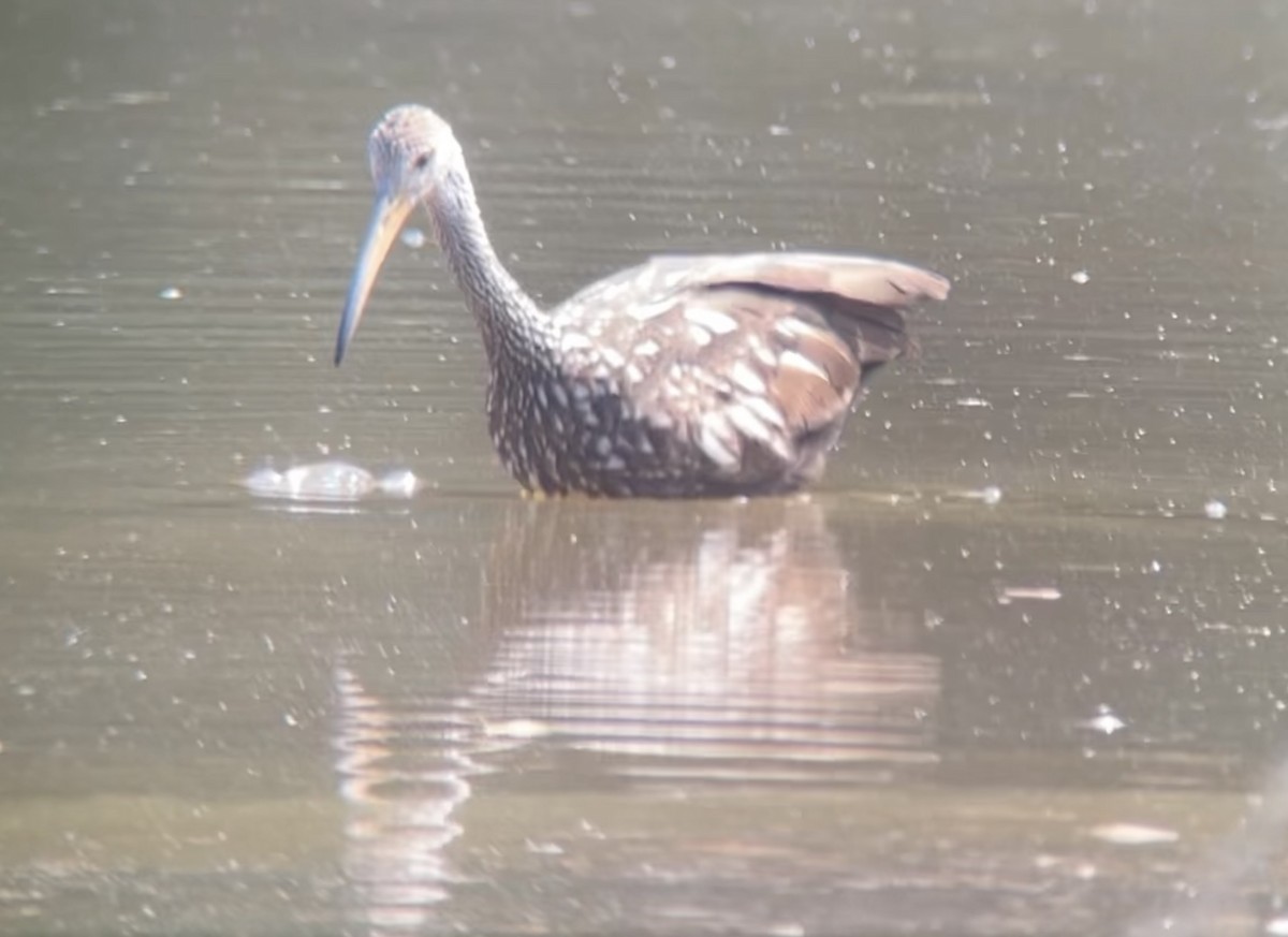 Limpkin - ML640433750