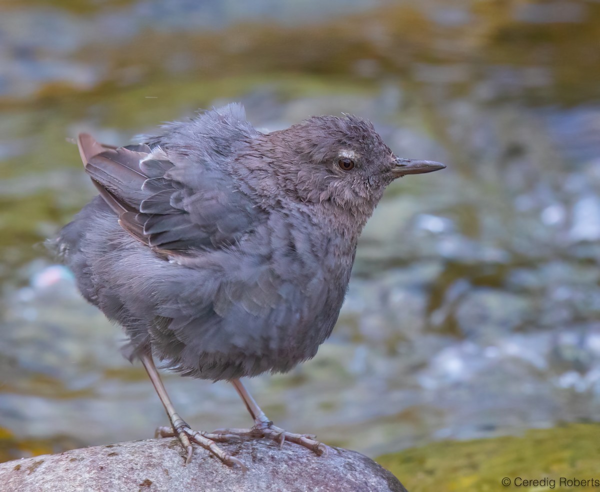 American Dipper - ML640433761