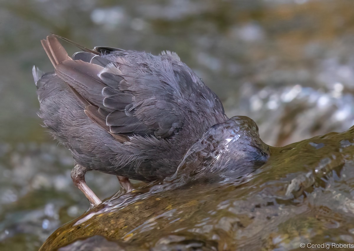 American Dipper - ML640433762