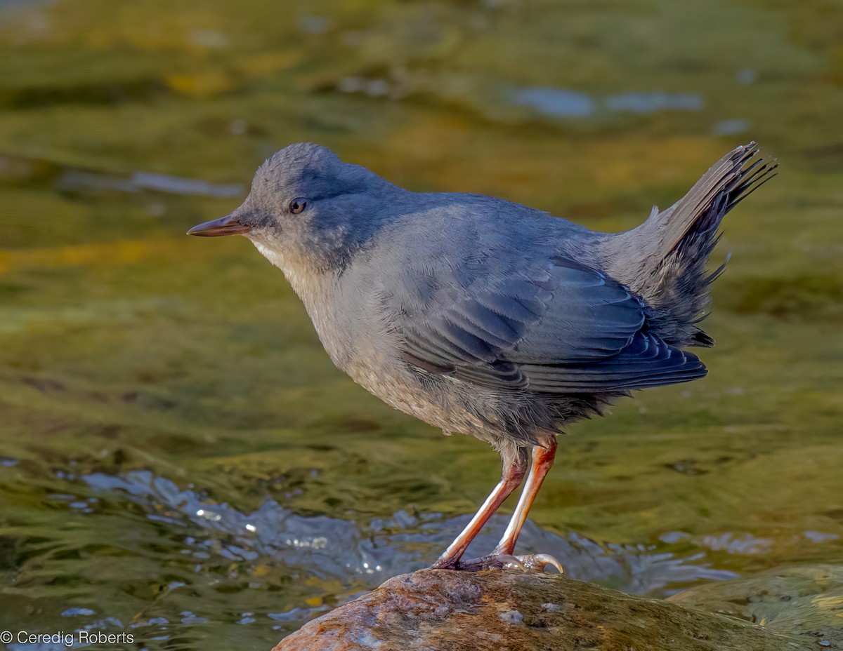American Dipper - ML640433763