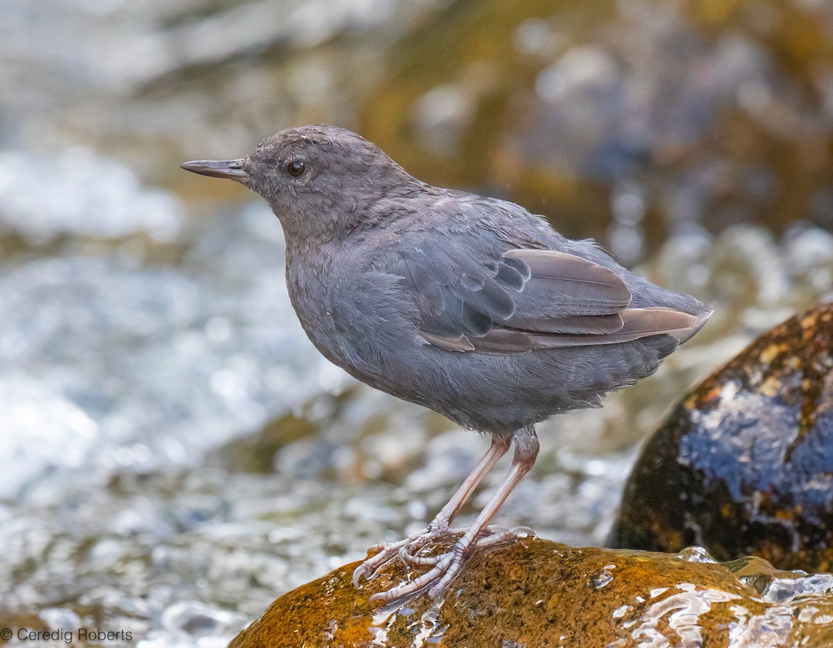 American Dipper - ML640433765