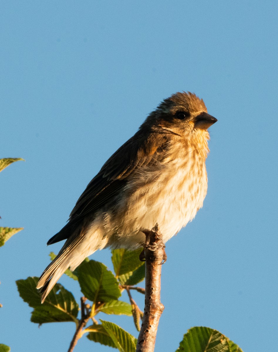 Purple Finch - ML640433812