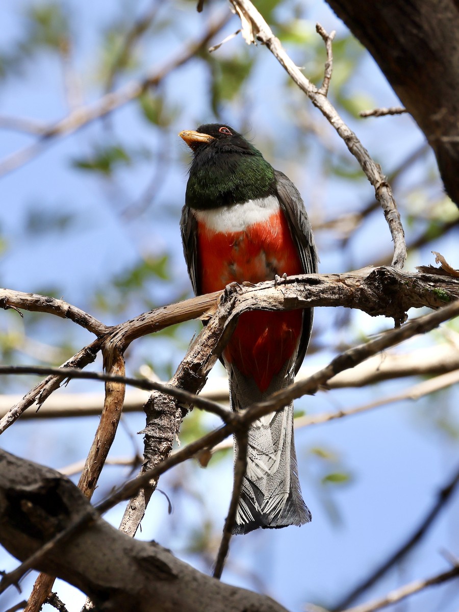Trogon élégant - ML640433855