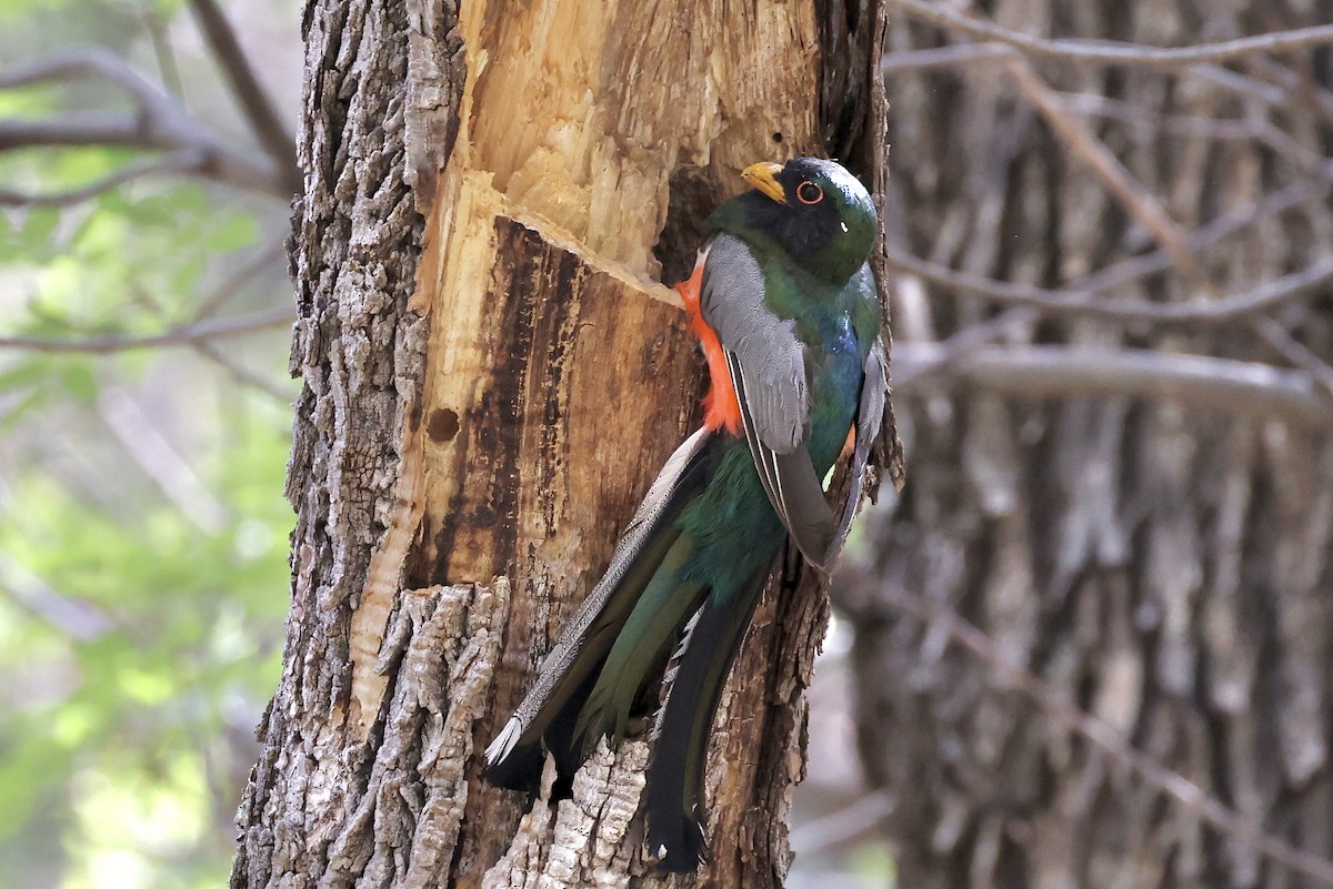 Trogon élégant - ML640433882