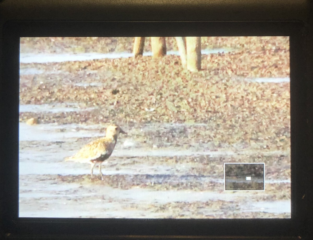 European Golden-Plover - ML640433896