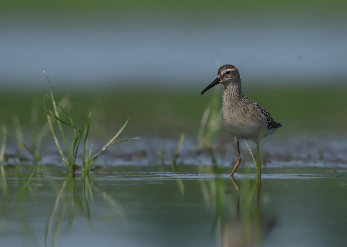 Stilt Sandpiper - ML640433904