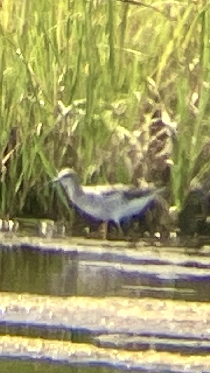 Wilson's Phalarope - ML640433952