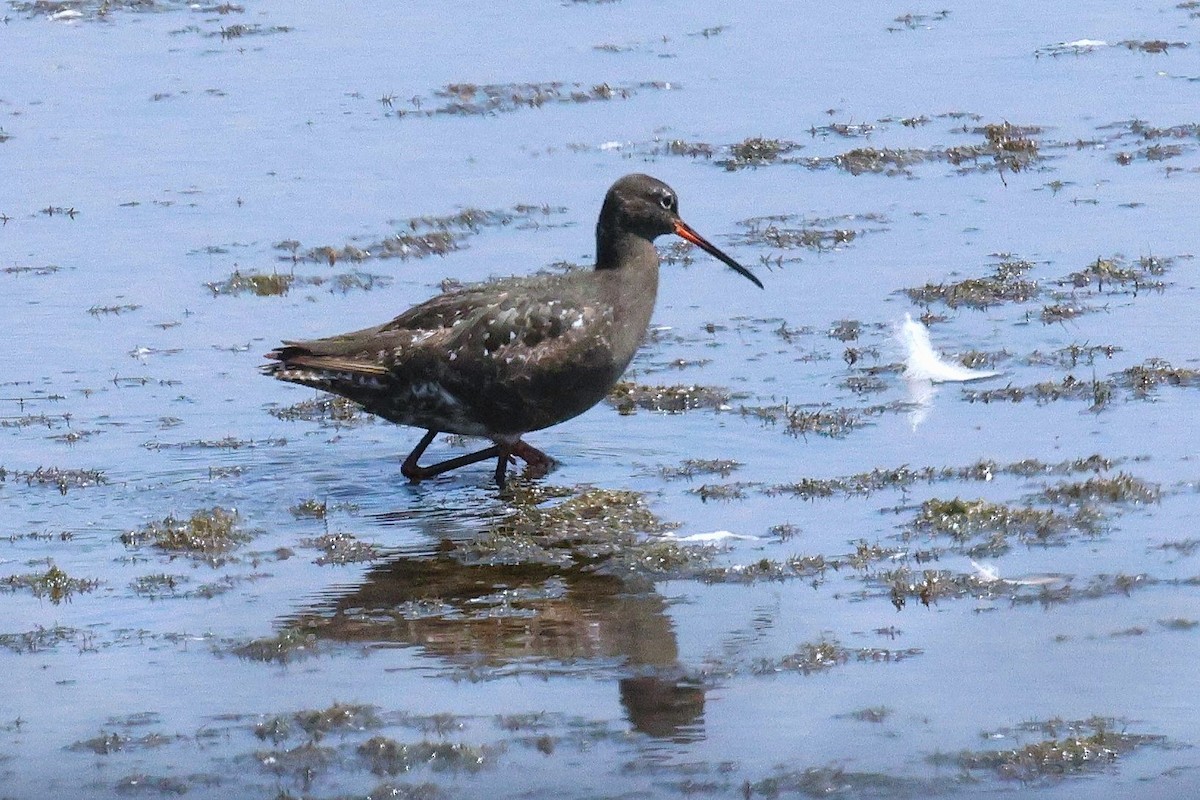 Spotted Redshank - ML640433961