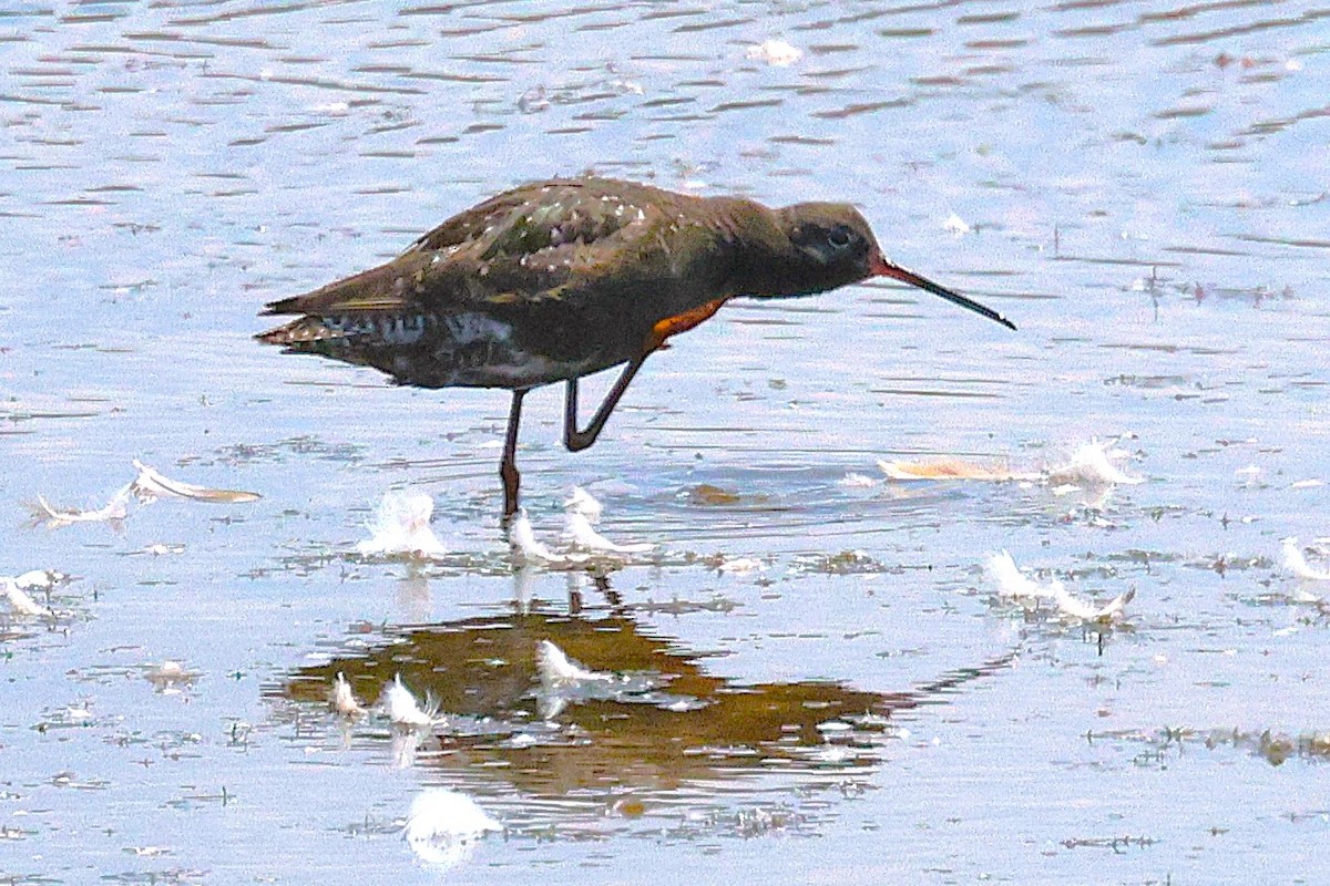 Spotted Redshank - ML640433963