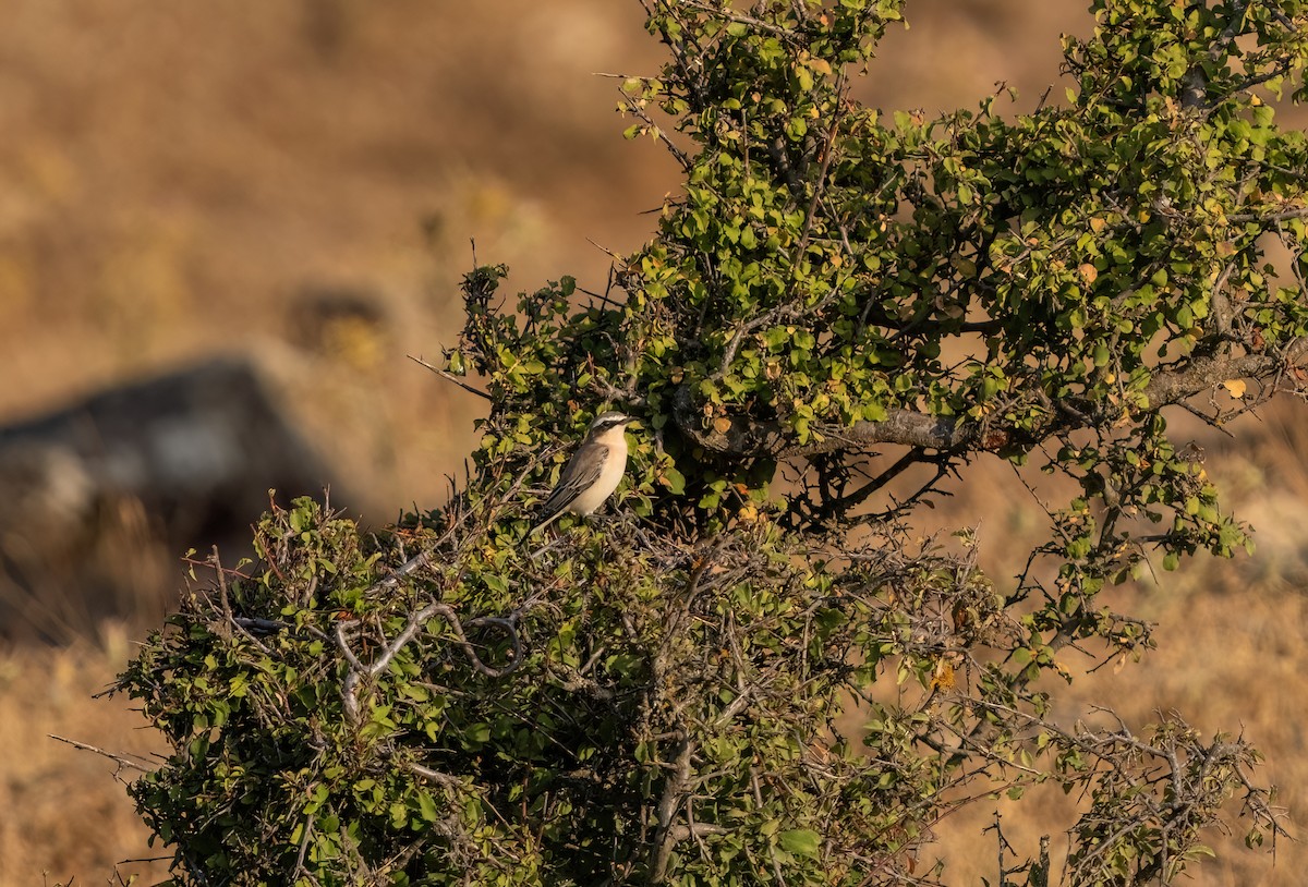 Northern Wheatear - ML640433966