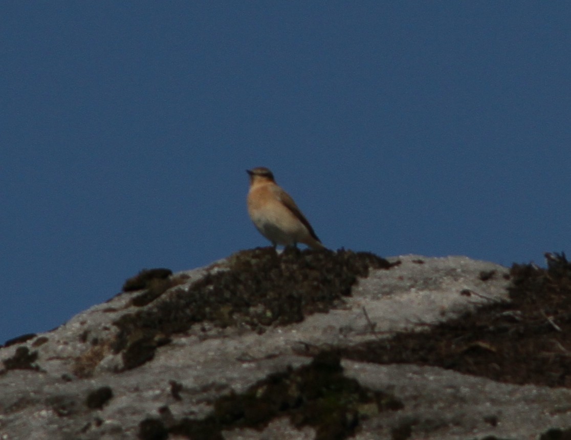 Northern Wheatear - ML640433982