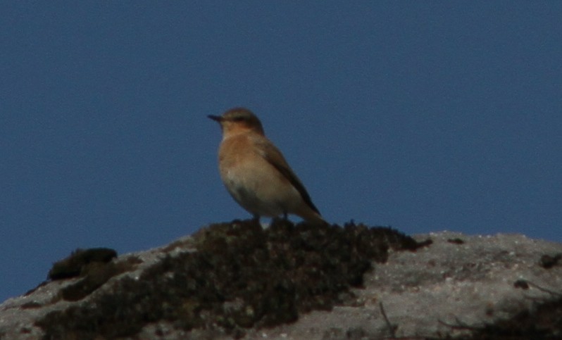 Northern Wheatear - ML640434025