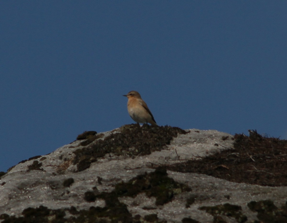Northern Wheatear - ML640434039