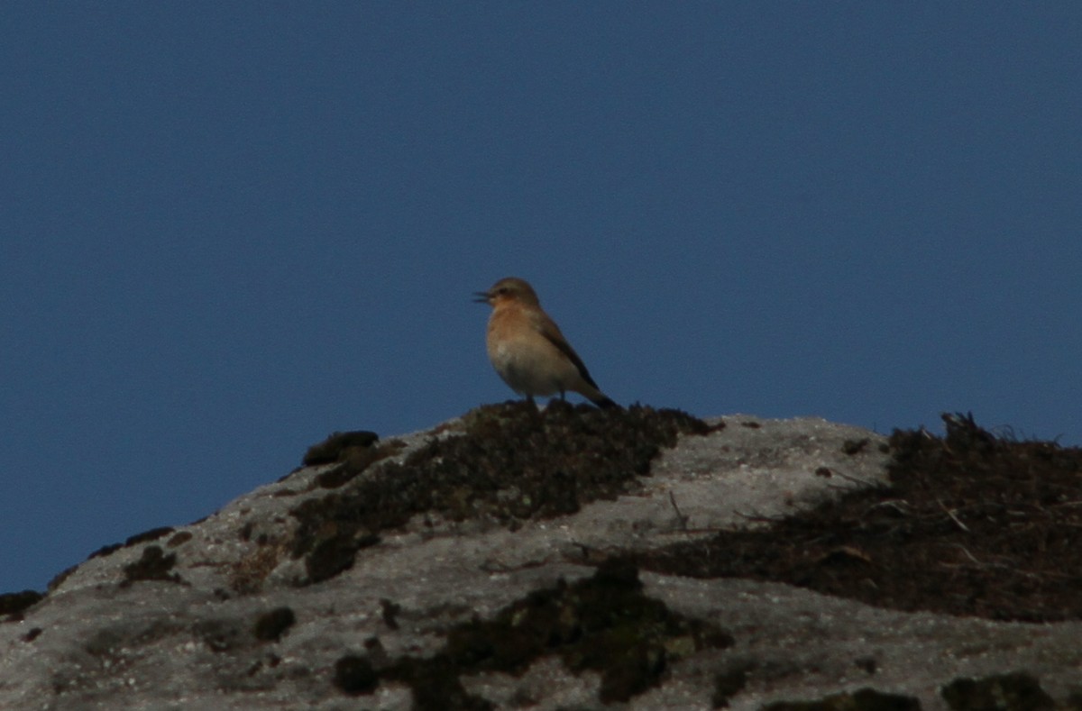 Northern Wheatear - ML640434045