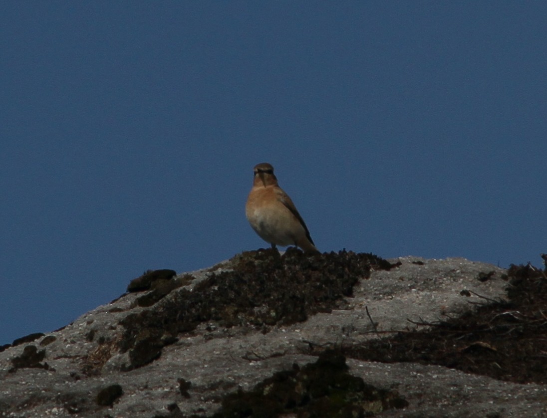 Northern Wheatear - ML640434065