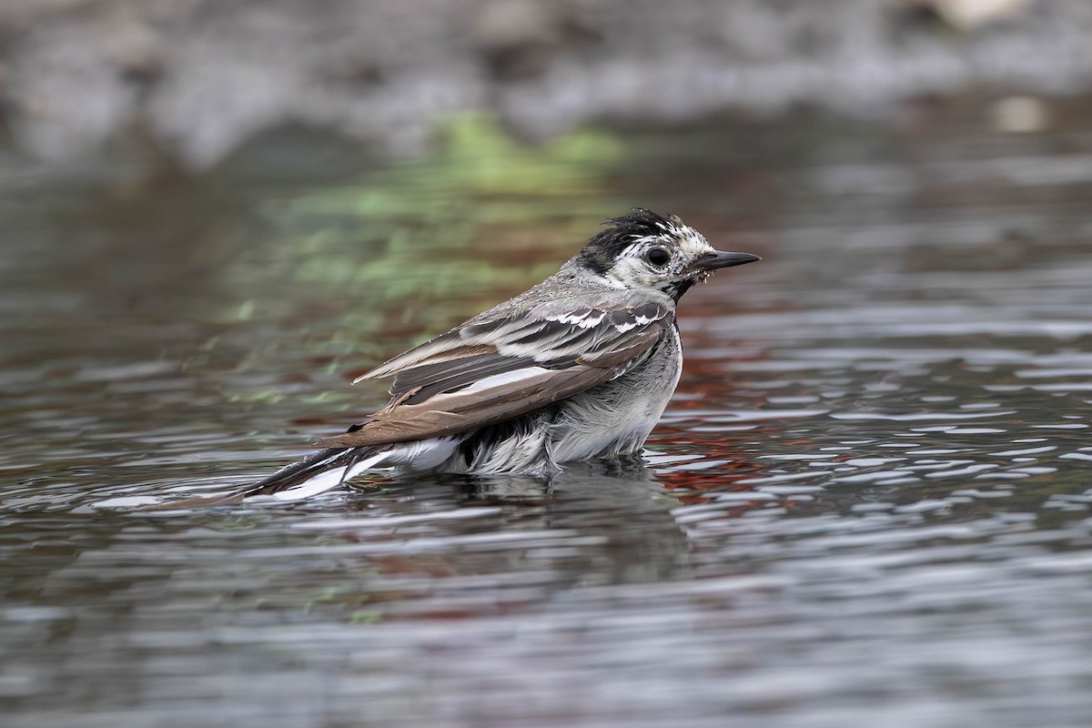 White Wagtail - ML640434087