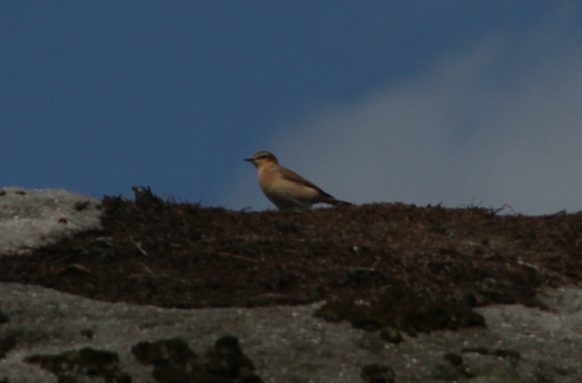 Northern Wheatear - ML640434092