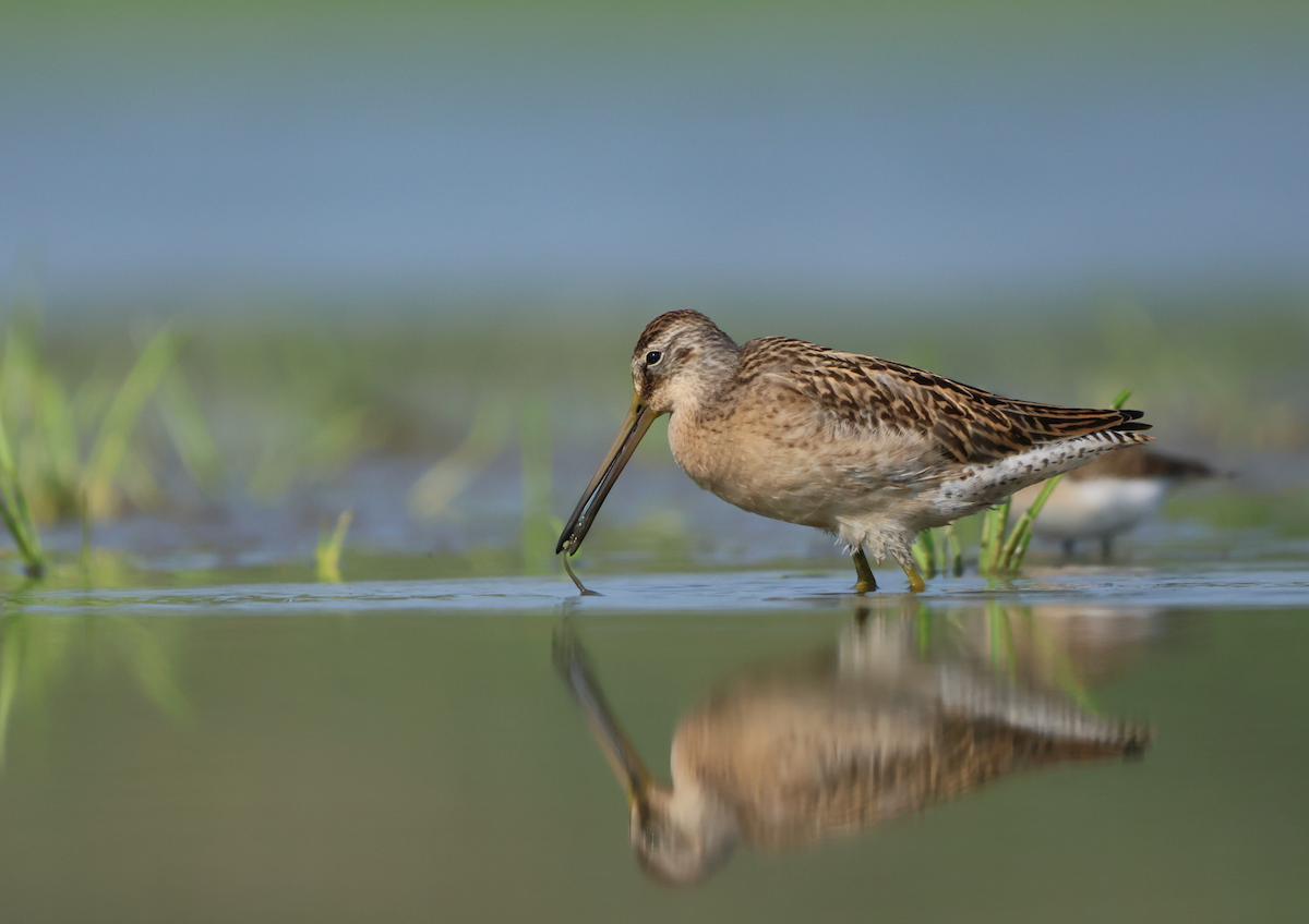Short-billed Dowitcher - ML640434102