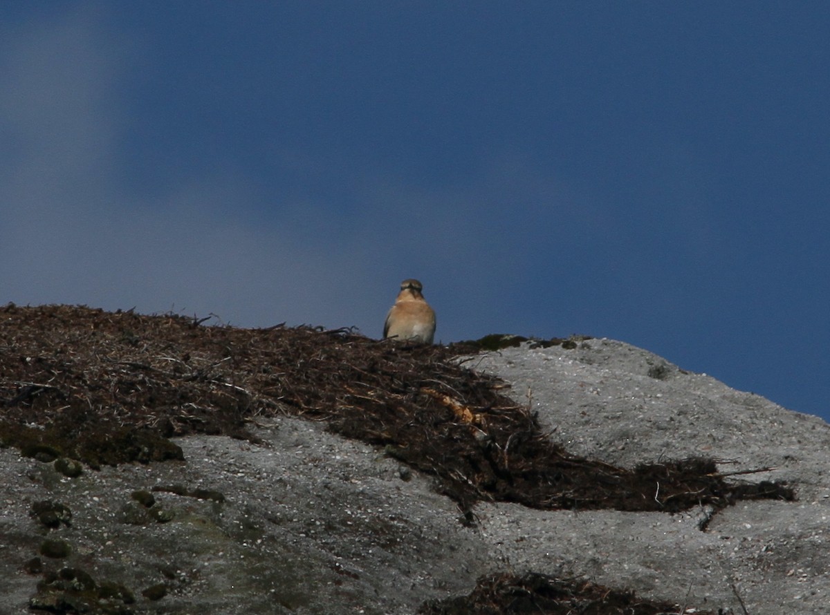 Northern Wheatear - ML640434115