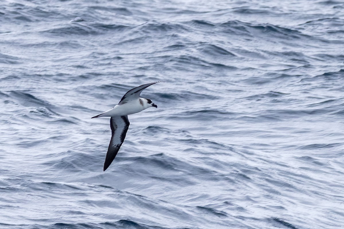 Black-capped Petrel - ML640434211