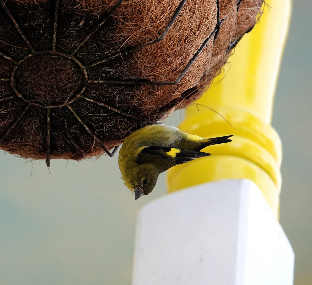 Yellow-bellied Siskin - ML640434252