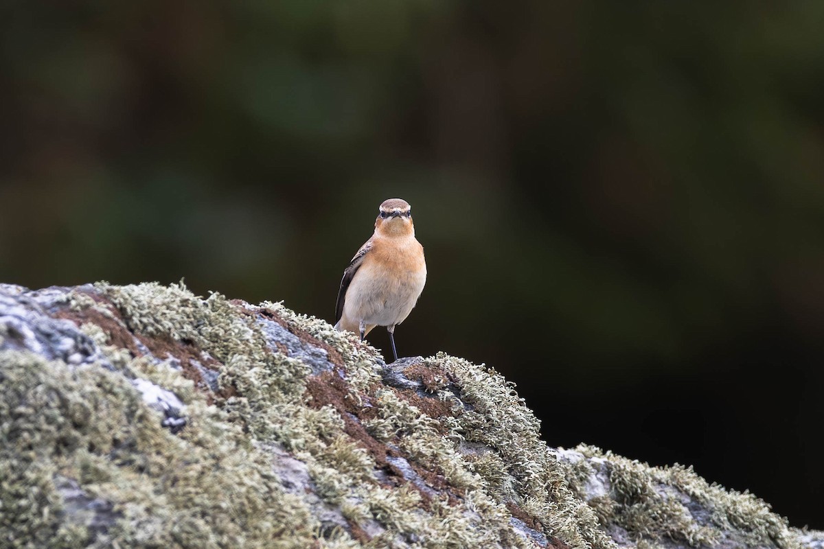 Northern Wheatear - ML640434255