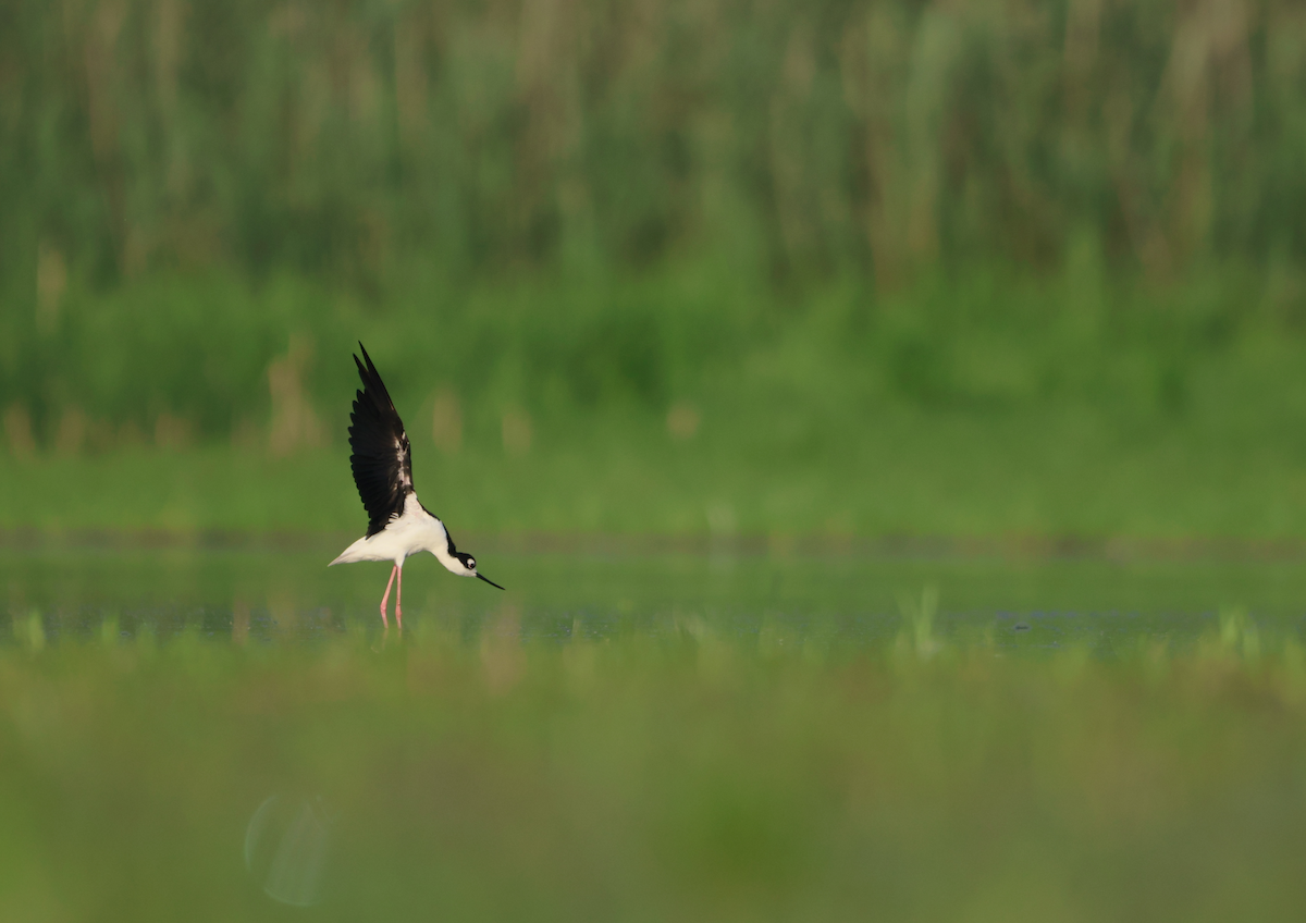 Black-necked Stilt - ML640434264