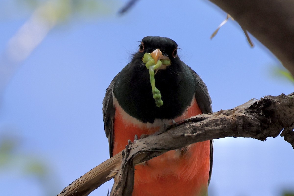 Trogon élégant - ML640434277