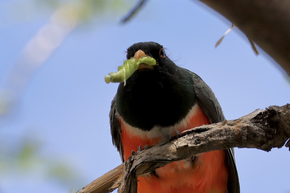 Trogon élégant - ML640434278