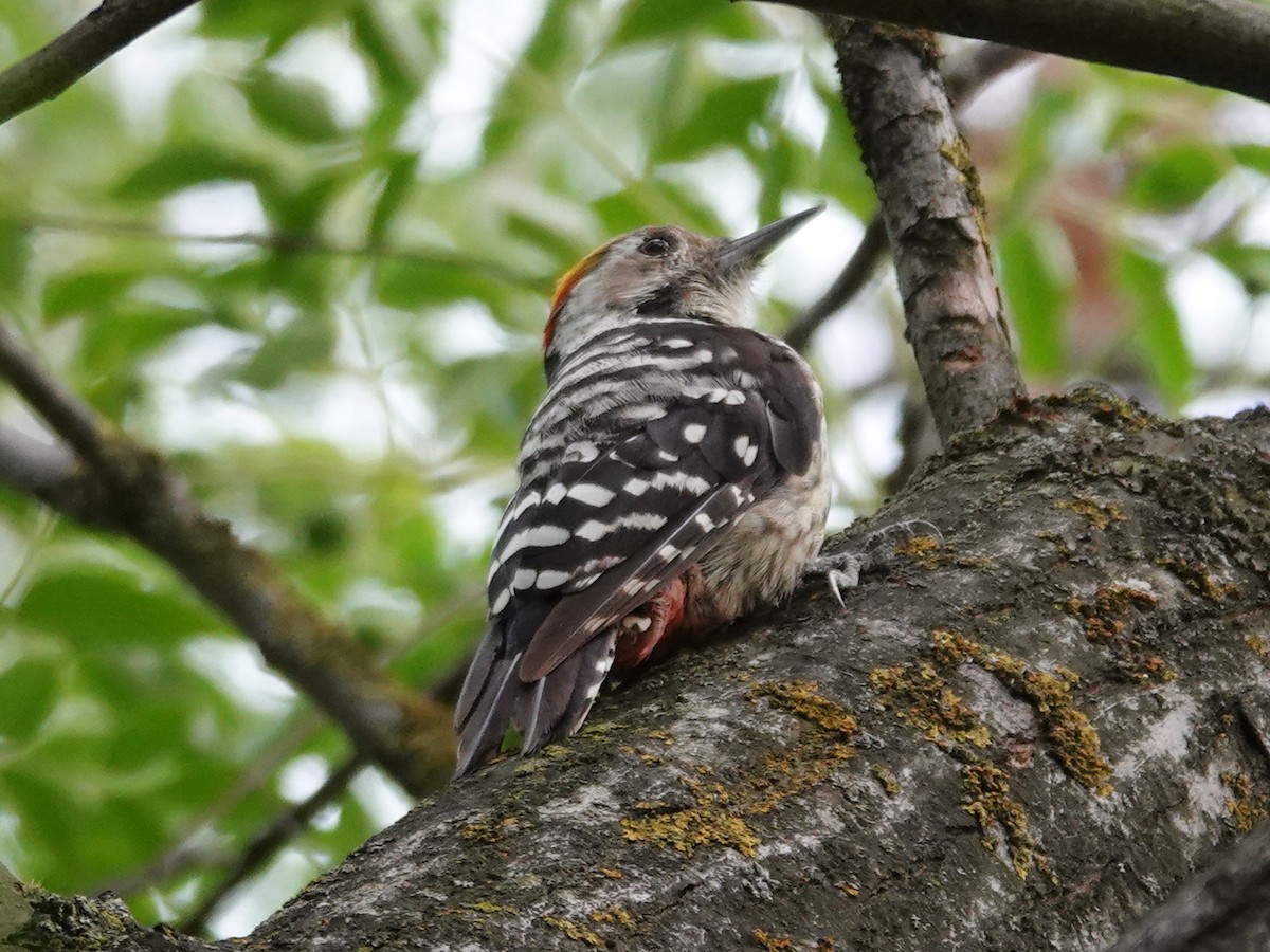 Brown-fronted Woodpecker - ML640434305