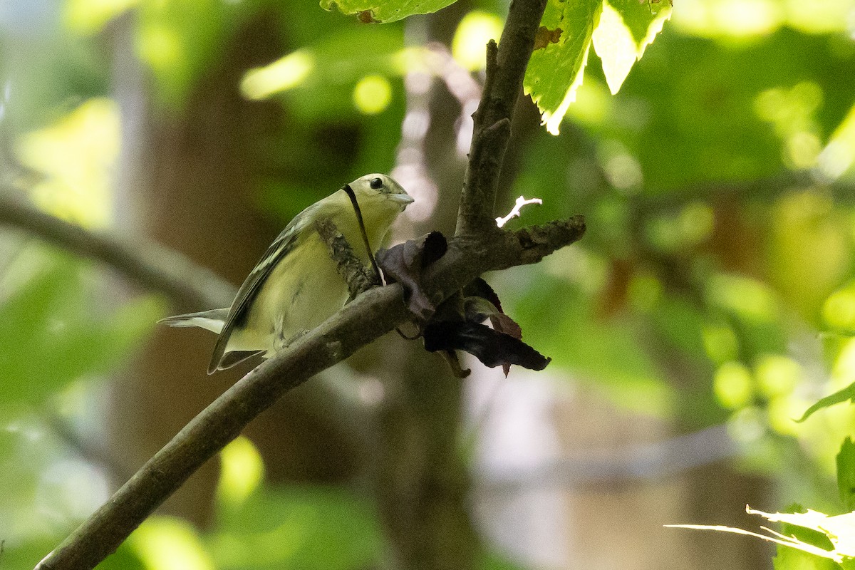Cerulean Warbler - ML640434306